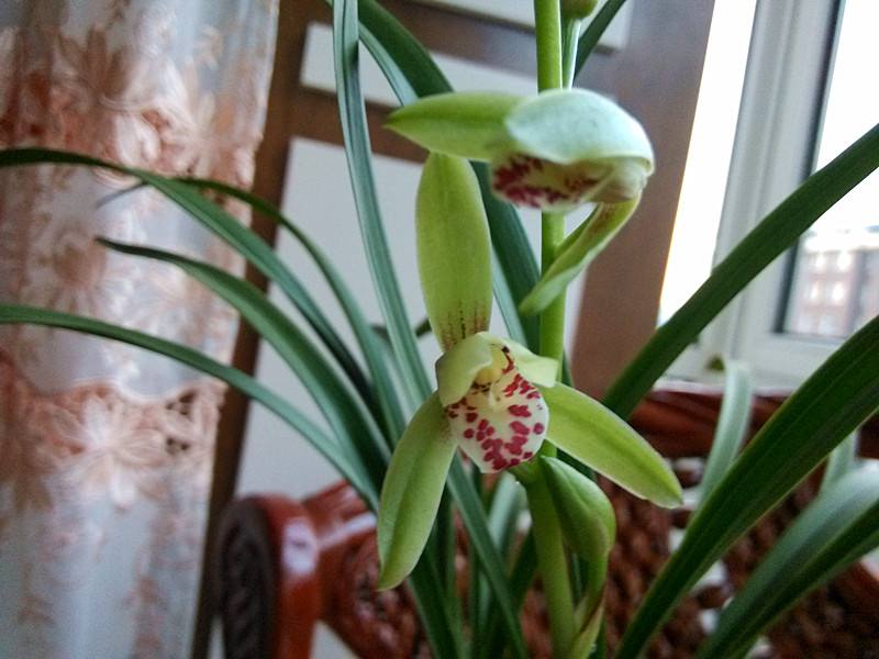 青山玉泉兰花花芽分化时间,冬季兰花花芽分化期能喷水吗