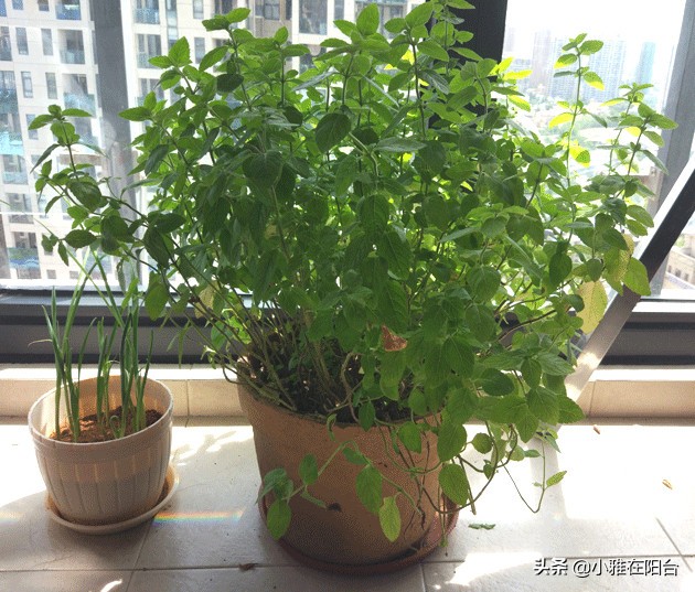 把薄荷养到枝叶繁茂爆盆,薄荷不要根能活吗