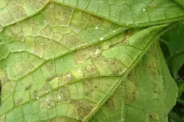 青霉灰霉杀菌剂,青霉绿霉跟灰霉有什么区别