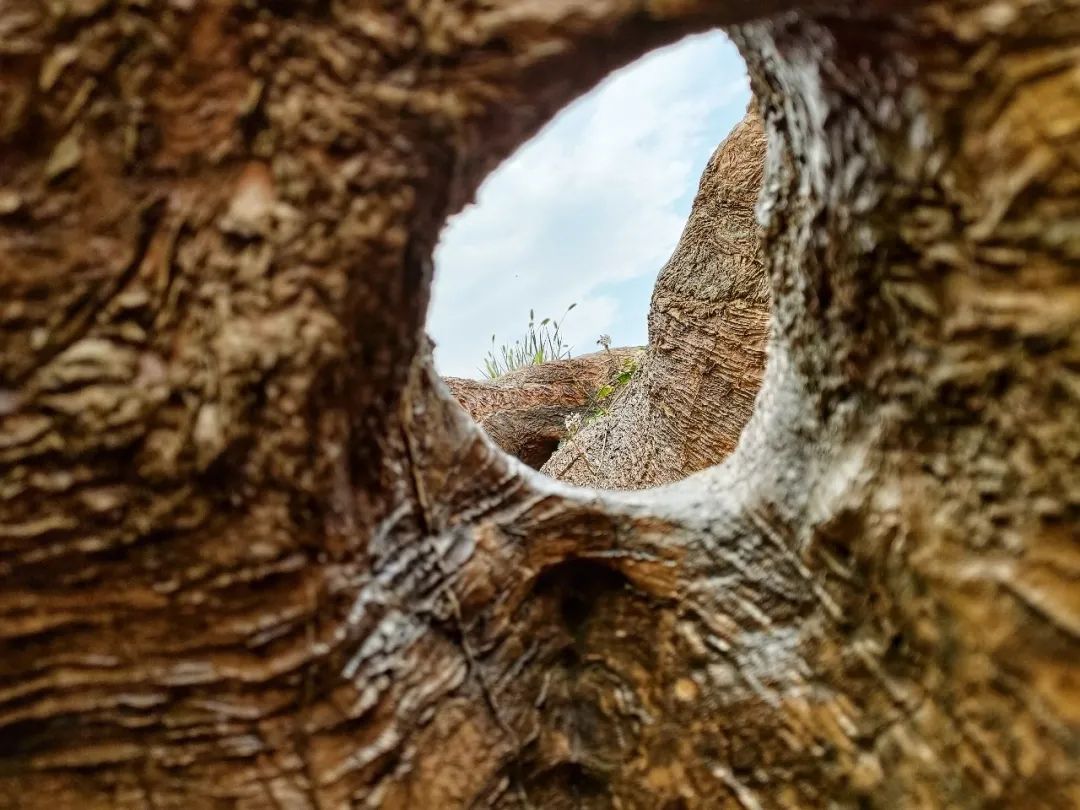 大连金石园奇石名称,大连市金石园