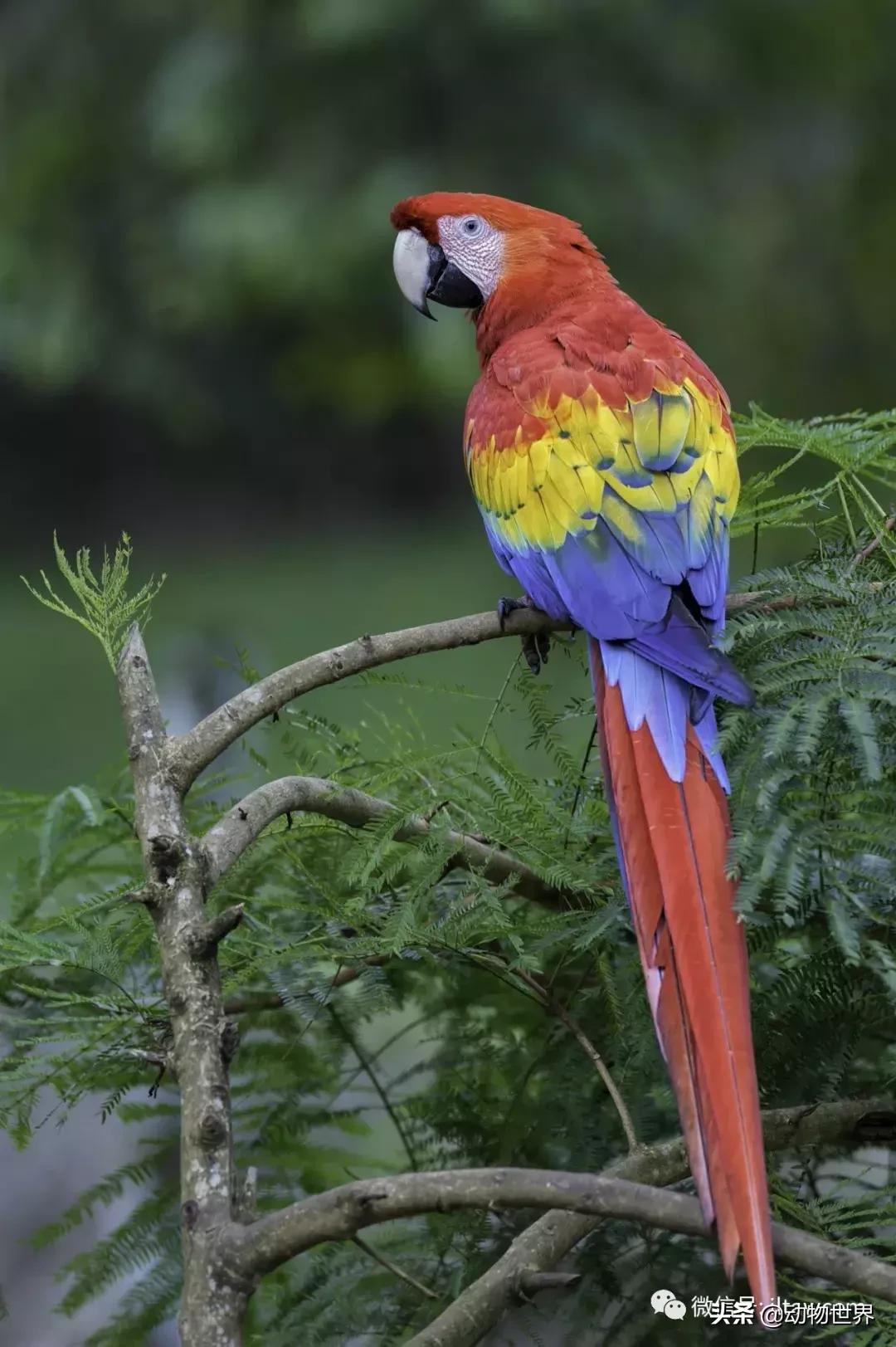 飞翔的彩虹鸟,飞翔的鹦鹉绿幕素材