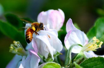 抗击新型冠状病毒洛阳物业在行动,中邦疫情防控