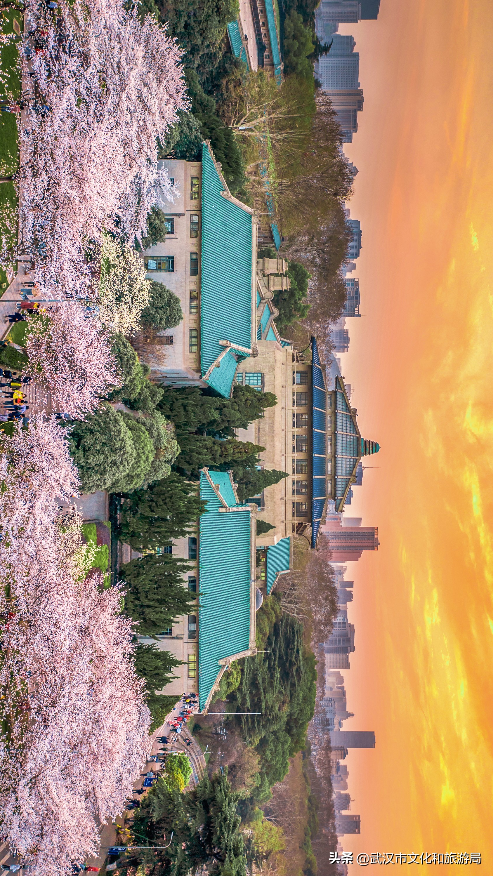 武汉东湖樱花门票,武汉看樱花的景点