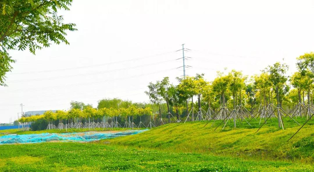 七彩花田向日葵视频,新向日葵花海视频