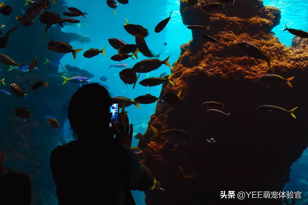 观赏鱼身上白点什么病怎么治疗,观赏鱼身上有白色斑点是怎么回事