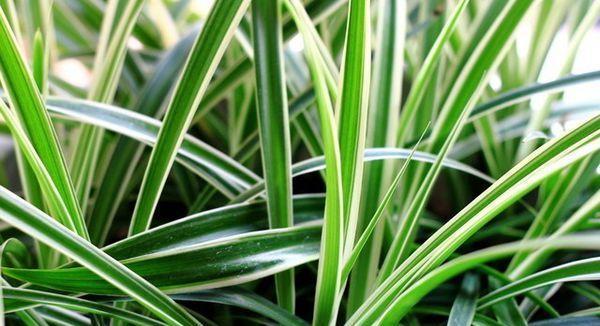 吊兰养开花了,吊兰如何养得又绿又壮