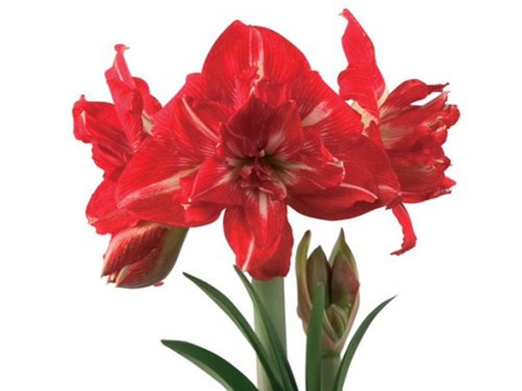 五种常见的球根花卉,哪些球根花卉会年年开花