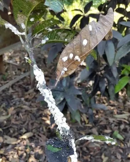 煤烟病防治配方,煤烟病最简单的防治方法