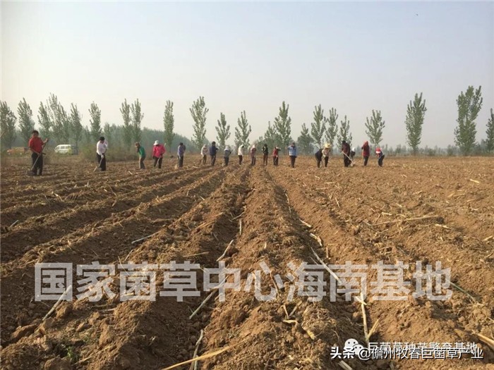 天津静海区：东高庄村种植巨菌草2000亩