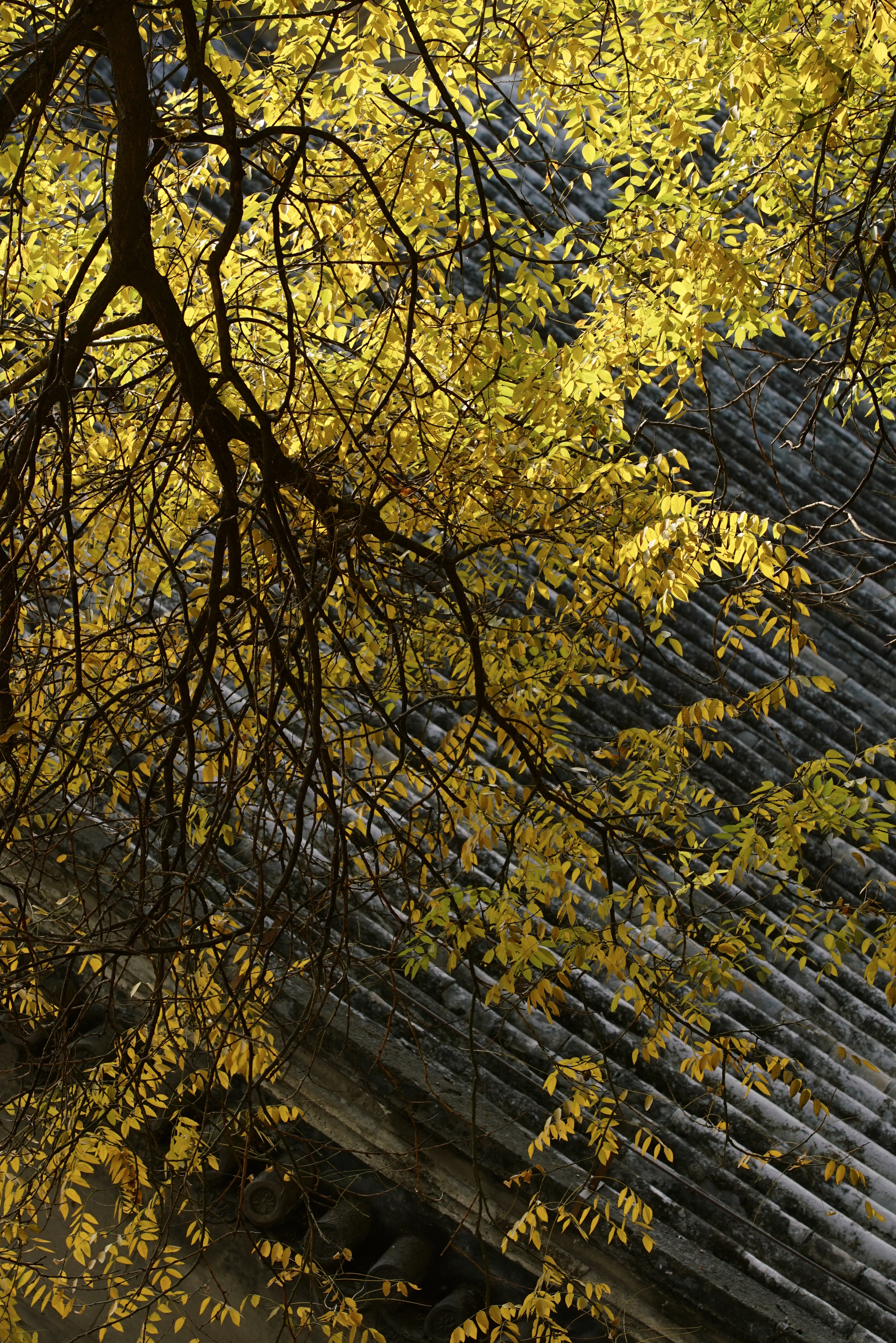 金色的北京犬,金色的北京现代汽车