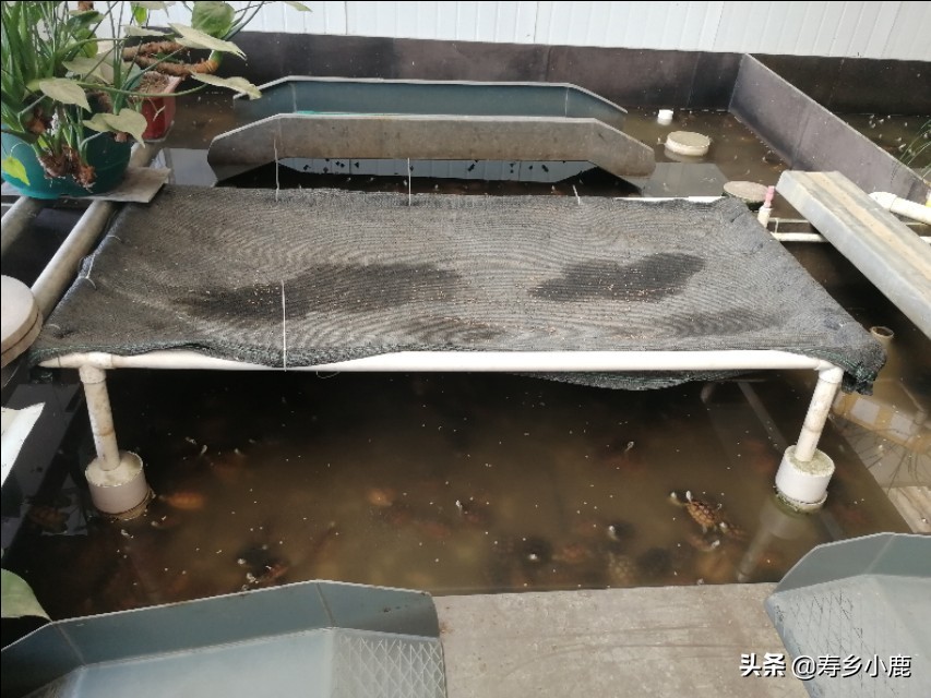 黄喉拟水龟苗子怎么养,黄喉拟水龟应该怎么放生