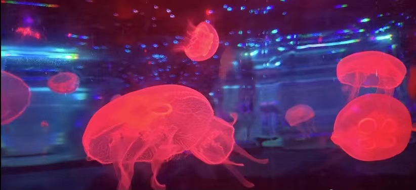 西安三大海洋馆哪个值得去,西安海洋馆哪个好一点