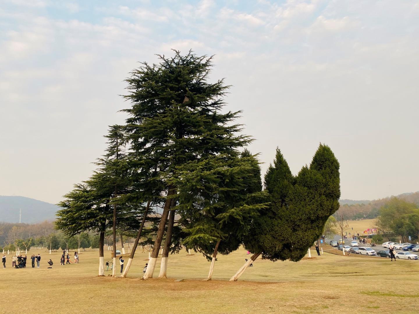 南京最适合夜晚的公园,南京周末户外打卡景点