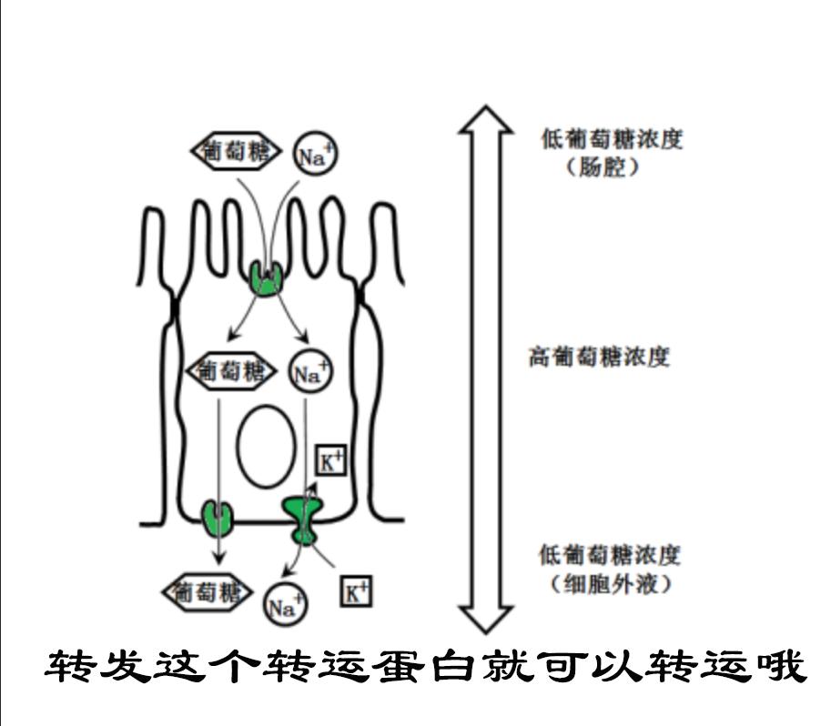 节食饮食不规律危害,蟒蛇是怎样消化食物