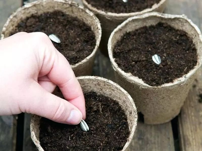 向日葵盆栽种植要晒太阳吗,向日葵盆栽能养几年