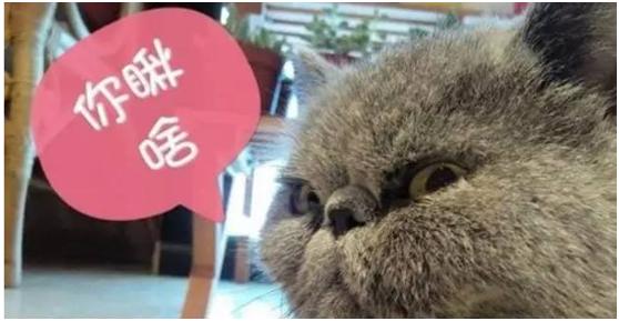 有一种骄傲叫我是中国,有一种骄傲叫我是中国人完整版