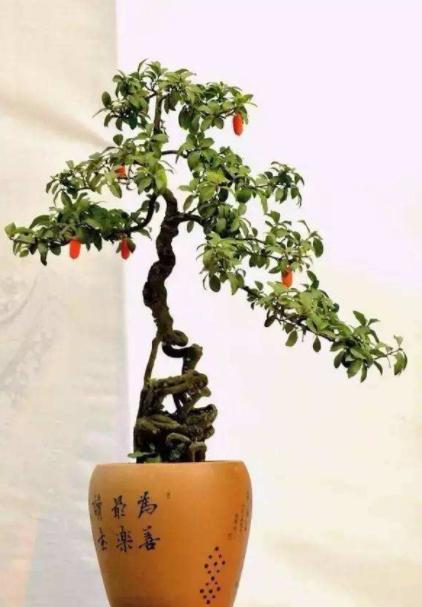 玉树老桩精品盆景,最经典的老桩玉树盆景