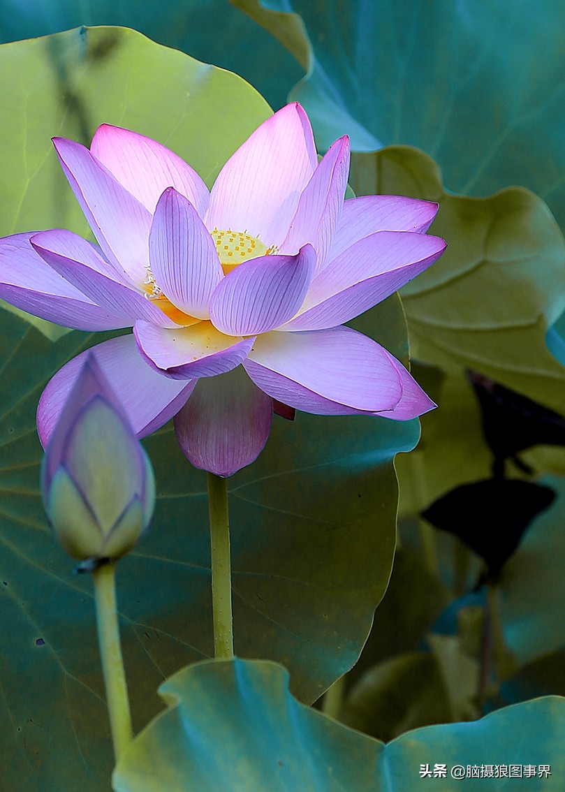 拍摄荷花的十个方法,用荷花花瓣怎样拍好看