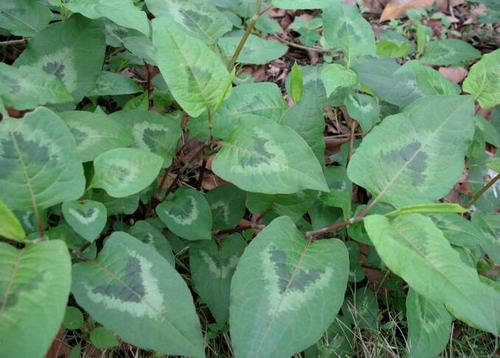 春季踏青路边的野草不能随便吃,外出踏青这些植物不能摸