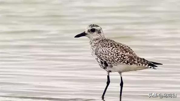 看图识鸟图片及答案,看图识鸟软件哪个好用