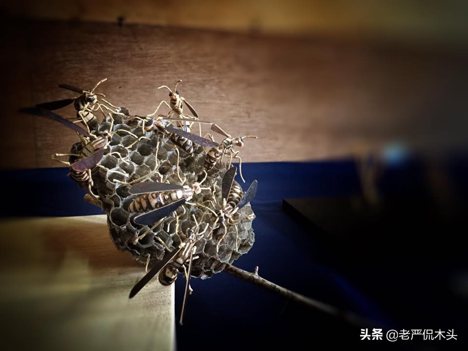 昆虫标本树脂竹节虫,昆虫标本制作竹节虫