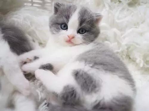 新手养猫第一天猫咪害怕怎么办,新手铲屎官养猫知识