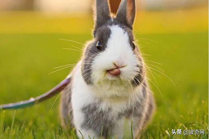 小宠市场,可以摆摊卖的小宠