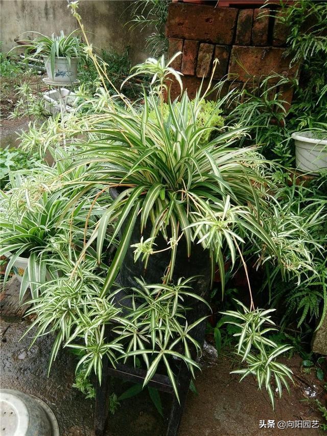 吸烟养什么植物净化,好养的二手烟克星室内植物