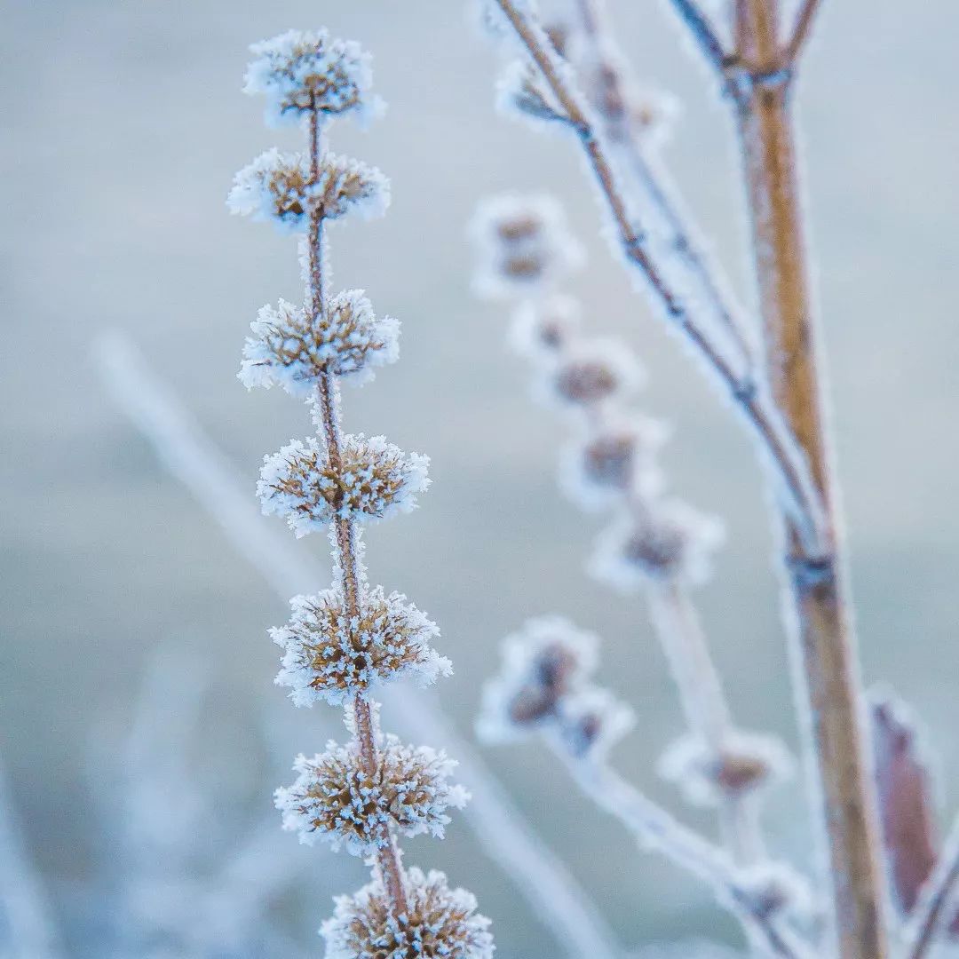 最漂亮的雾凇雪景在哪里,为什么吉林的雾凇最知名
