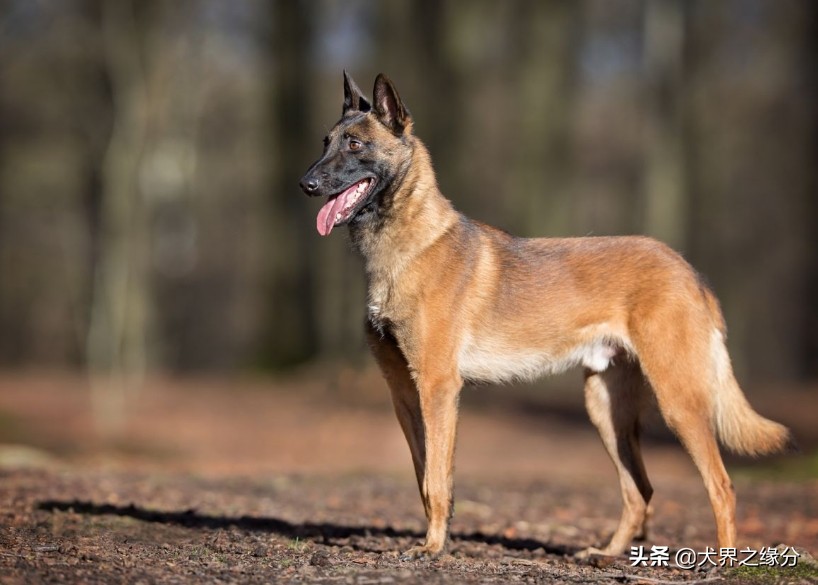 马犬的十个可怕视频,马犬最凶残的一面