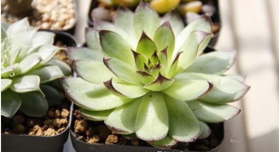 多肉观音莲怎么养最好,多肉观音莲养护技巧和方法