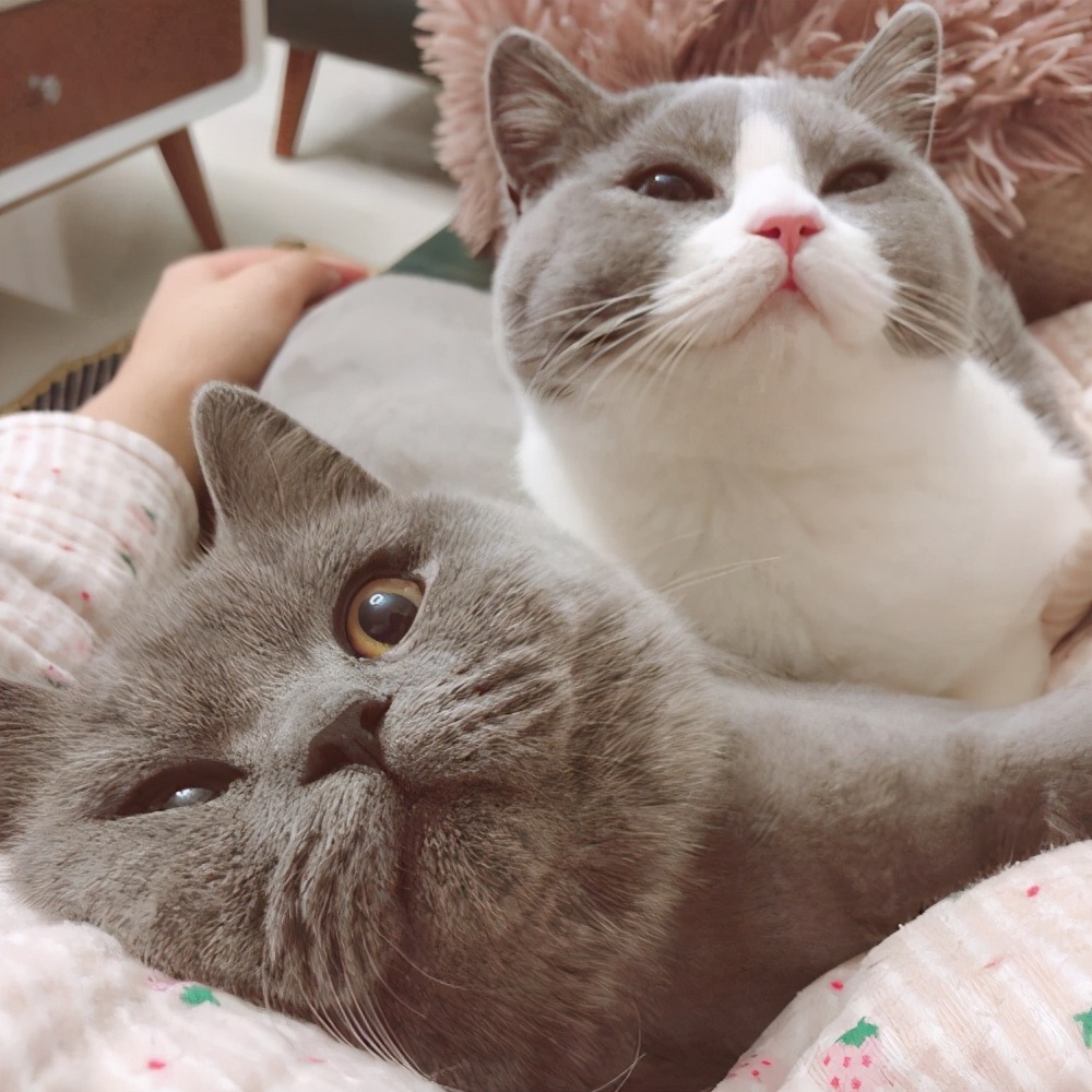 英短14斤算胖吗,英短猫越来越胖怎么办