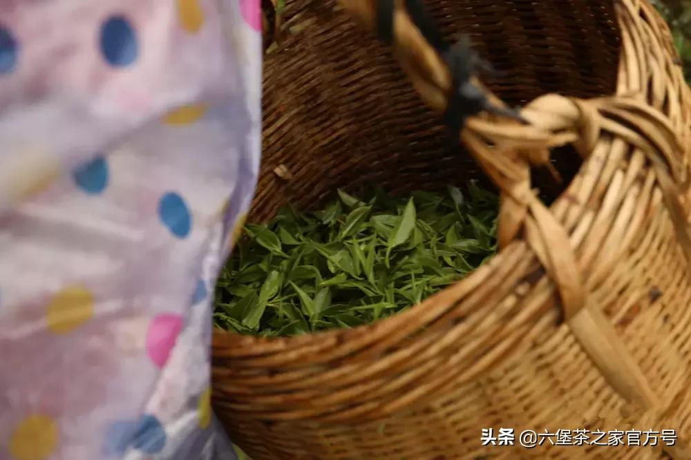 六堡茶夏茶值得收藏吗,六堡茶如何选春茶