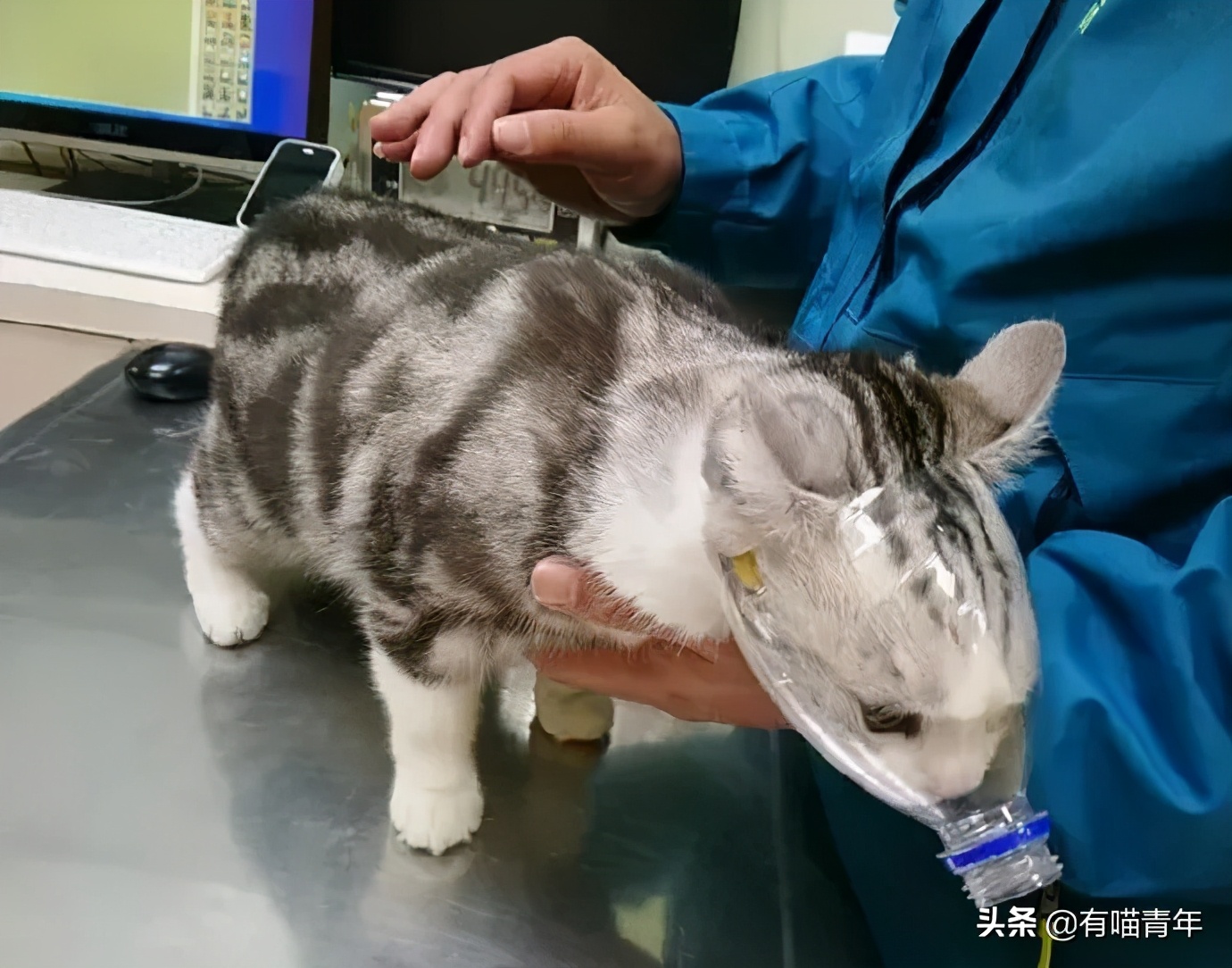 对着猫吹气会怎么样,对着猫吹烟有害吗