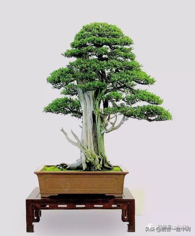 怎样养盆景树桩,怎么养盆景竹