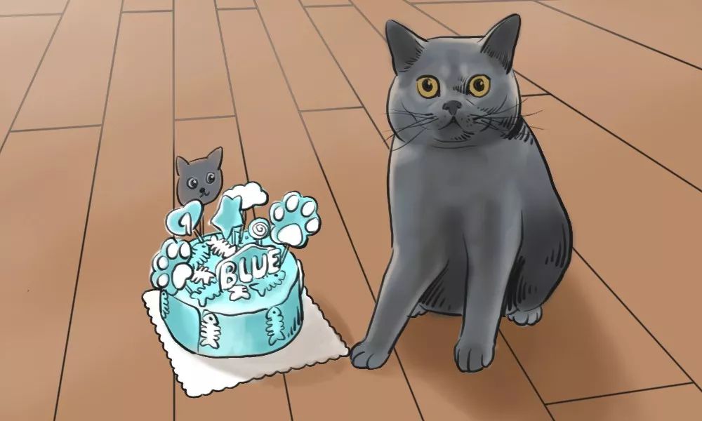 养猫的人到底有多有钱,北上广养猫的人