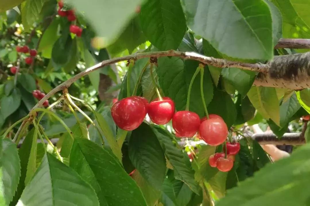 顺义大芦苇荡樱桃采摘园,顺义五大樱桃园