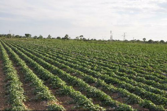 种红薯怎样预防红薯烂,栽红薯时用什么药防治杂草