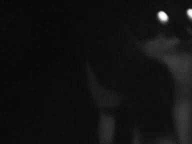 止泻药和猫砂,猫砂是止泻药吗