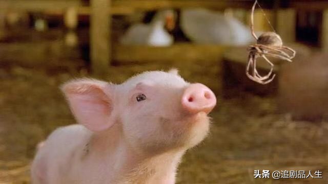 夏洛特的网中的蜘蛛品种,夏洛特的网蜘蛛的名字叫什么