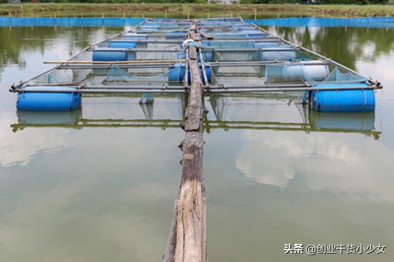 小型工厂化泥鳅养殖技术,山东帆布池养殖泥鳅技术方法