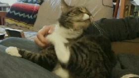 猫咪总挠痒痒就是有跳蚤？4招搞定猫咪瘙痒问题