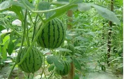 西瓜的炭疽病和枯萎病怎么区别,西瓜蔓枯病和炭疽病有什么区别