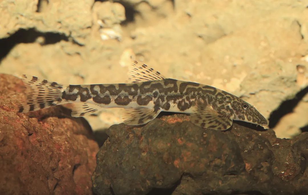 各种淡水鱼你认识吗,淡水鱼的种类你认识几种