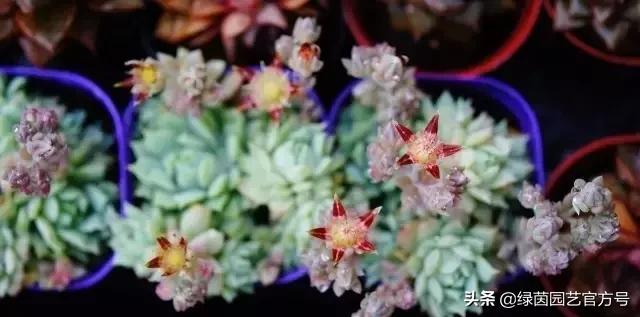 多肉开花怎么办呢,多肉开花的原因和解决方法