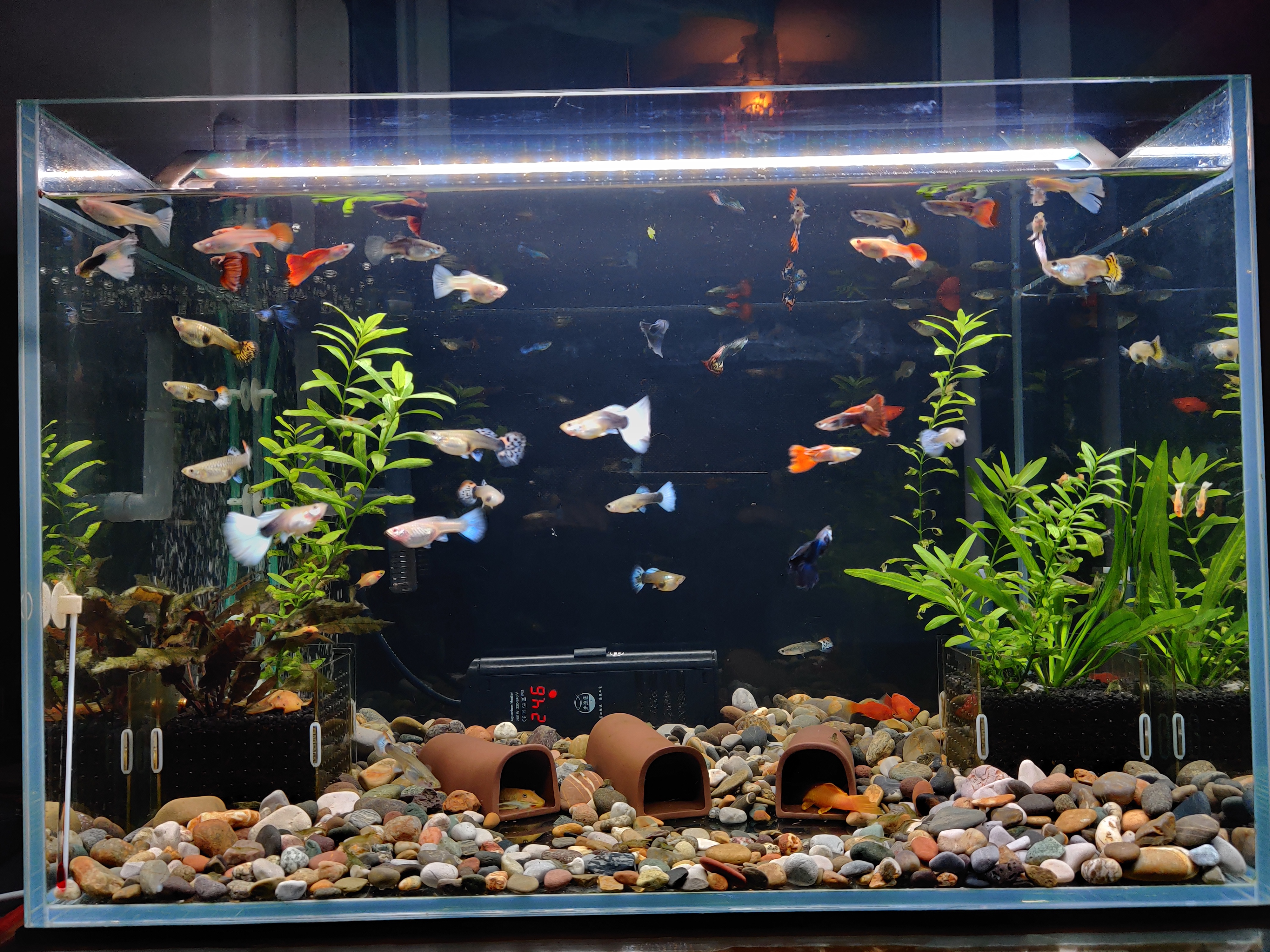 新手养鱼怎么入手？350元，开启养鱼之旅，新手小白开缸记