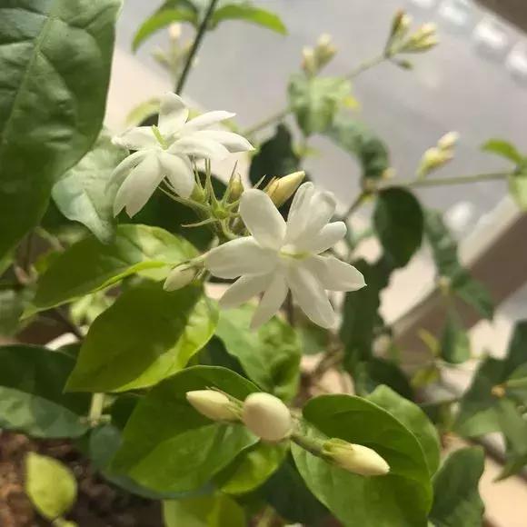 茉莉叶子不舒展怎么回事,茉莉叶子卷曲怎么办