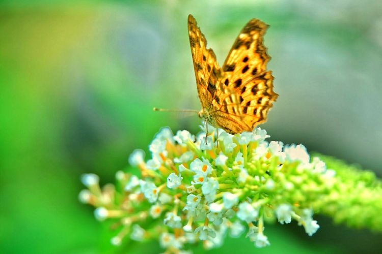 原创蝴蝶恋花,蝶恋花蝴蝶原唱