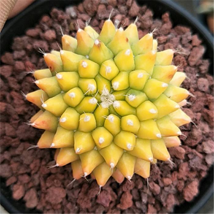 148个仙人球品种大全,100个仙人球品种