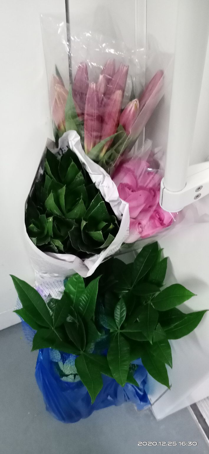 逛岭南花卉市场攻略,岭南芳村花卉批发市场游玩的美文